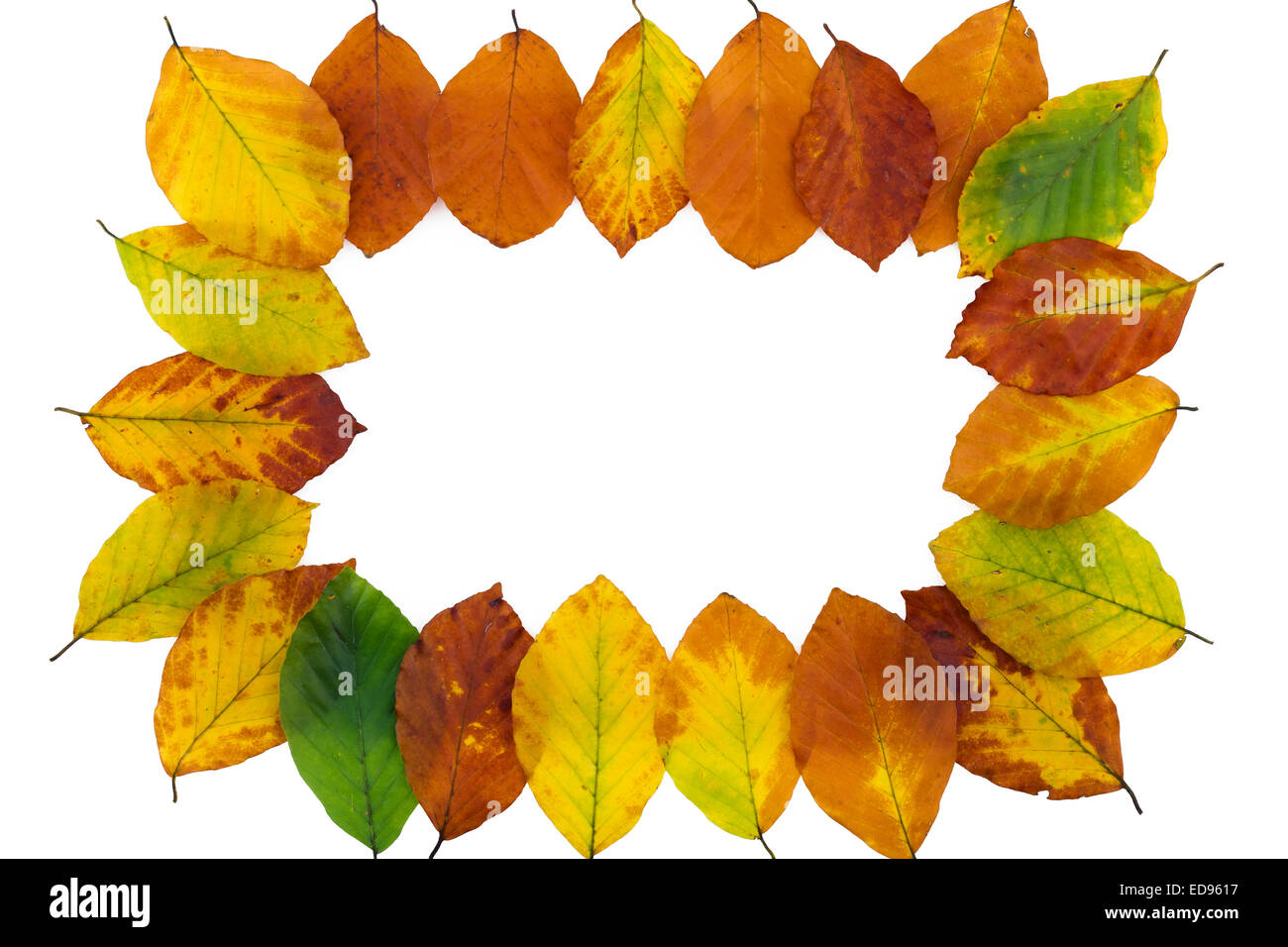 Autumn backdrop - frame composed of colorful autumn leaves over white ...
