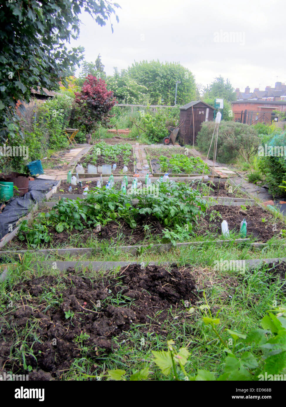 an allotment in london britain Stock Photo 77034507 Alamy