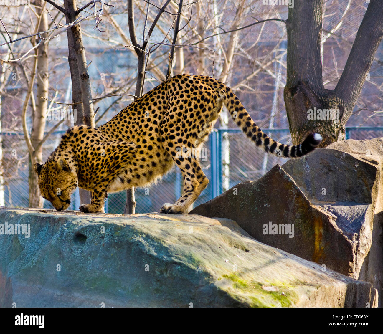 Cheetah on rocks Stock Photo Alamy