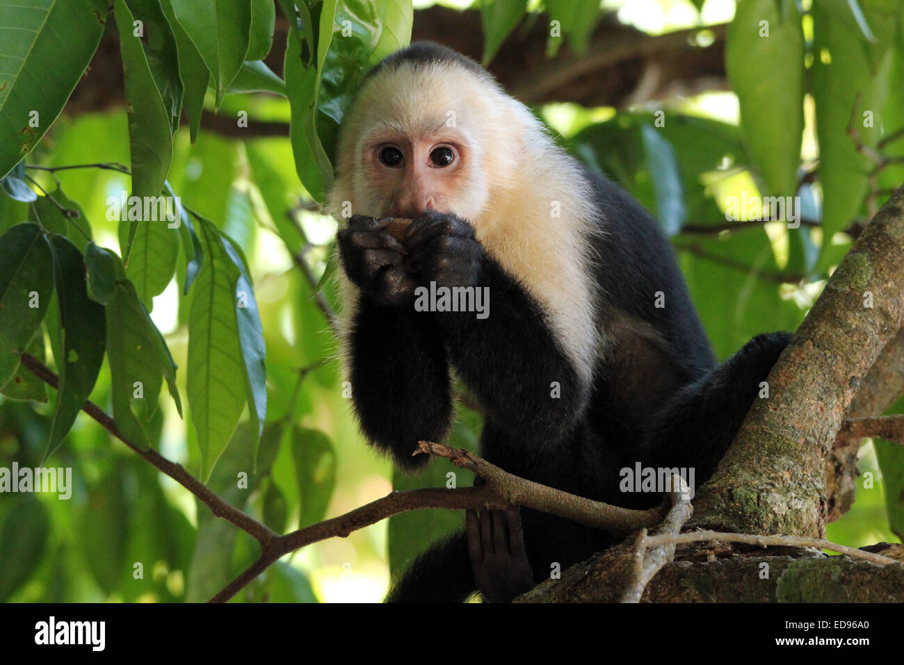 White-faced Capuchin (aka White-headed Capuchin, White-throated Capuchin – Cebus Capucinus) Feeding, Manuel Antonio, Costa Rica Stock Photo