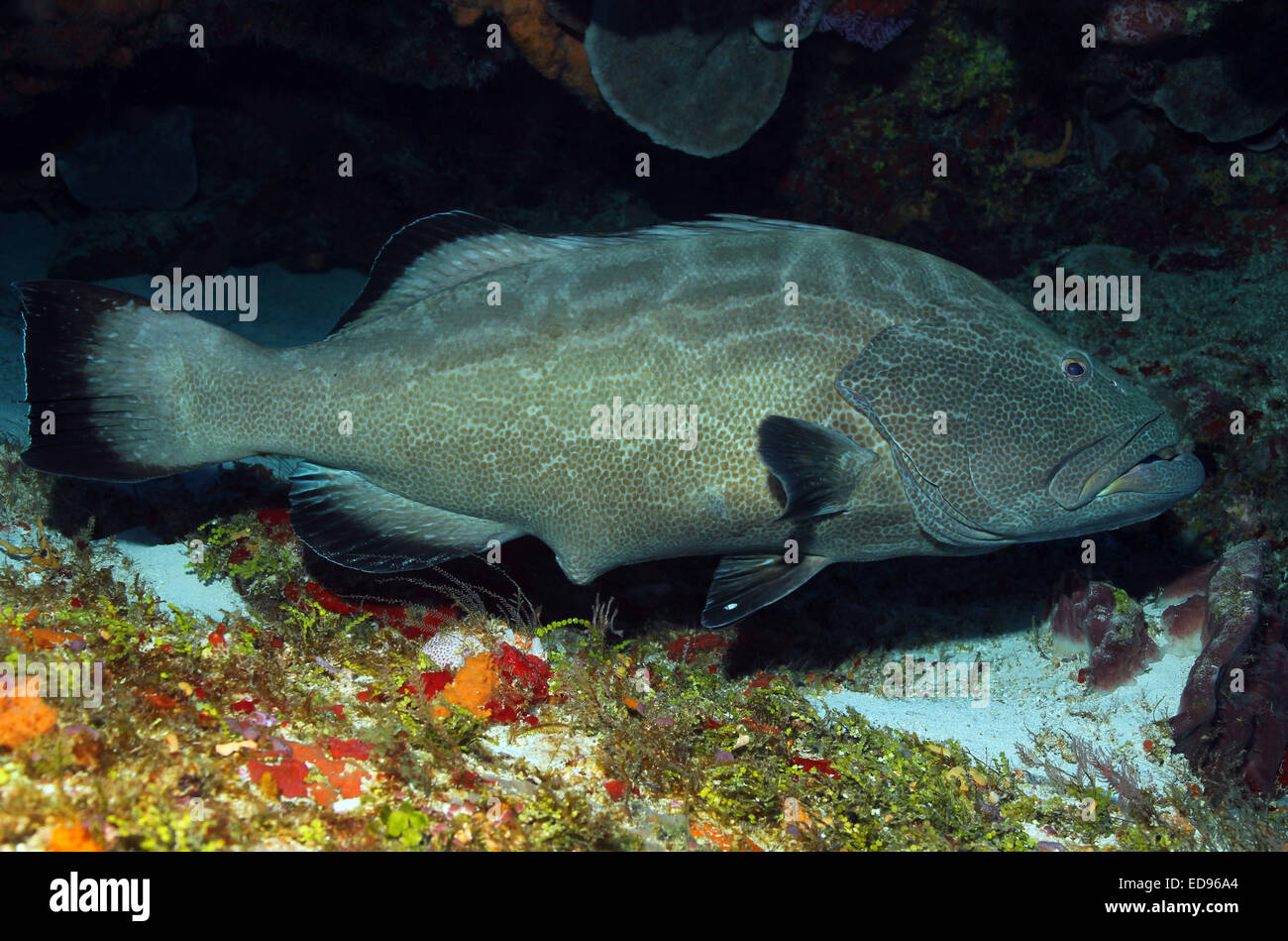 Black Grouper (Mycteroperca Bonaci, aka Black Rockfish, Bonaeci Arara, Marbled Rockfish), Cozumel, Mexico Stock Photo