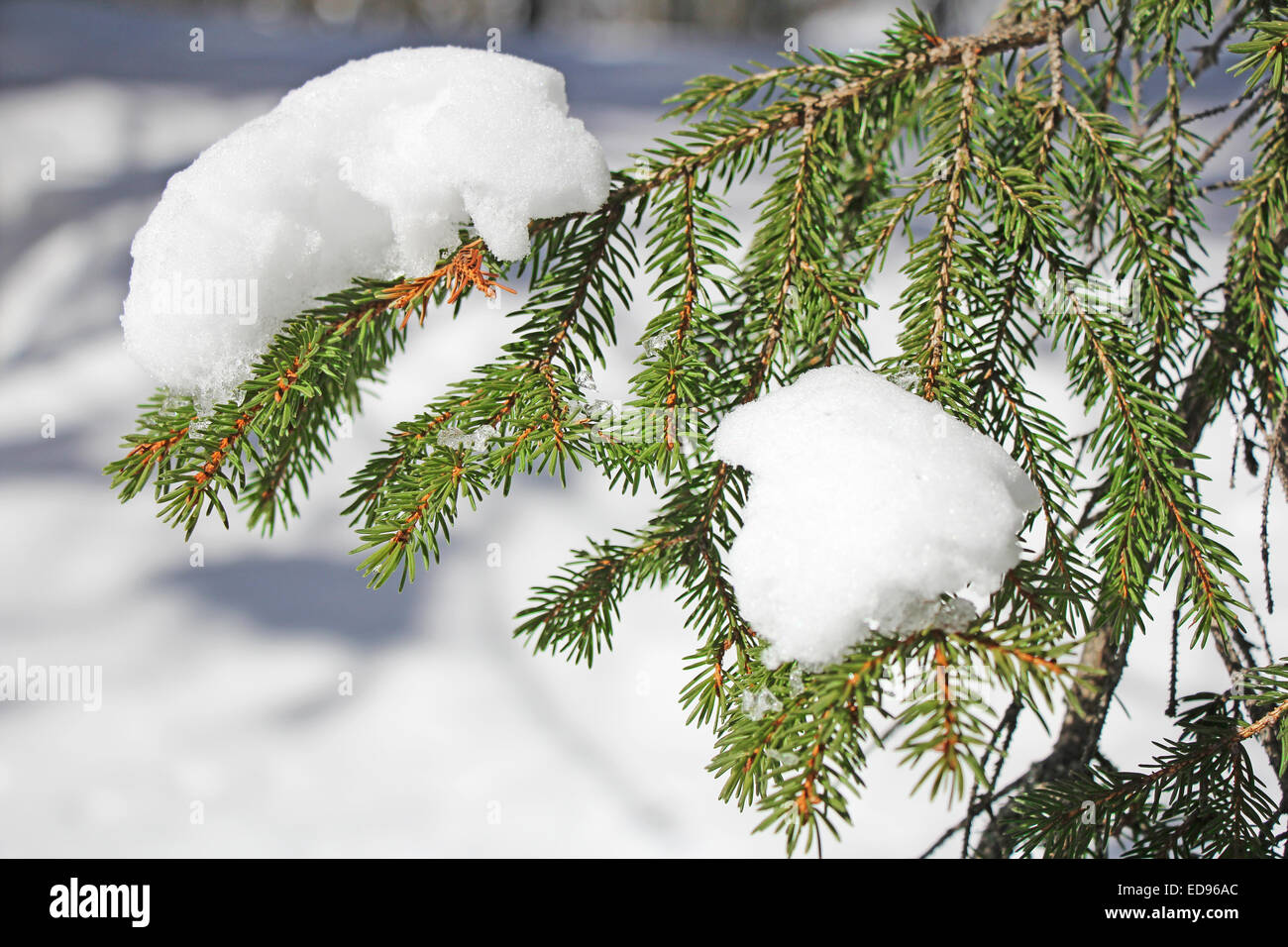 Pine branch covered with fresh snow on outdoors Stock Photo - Alamy