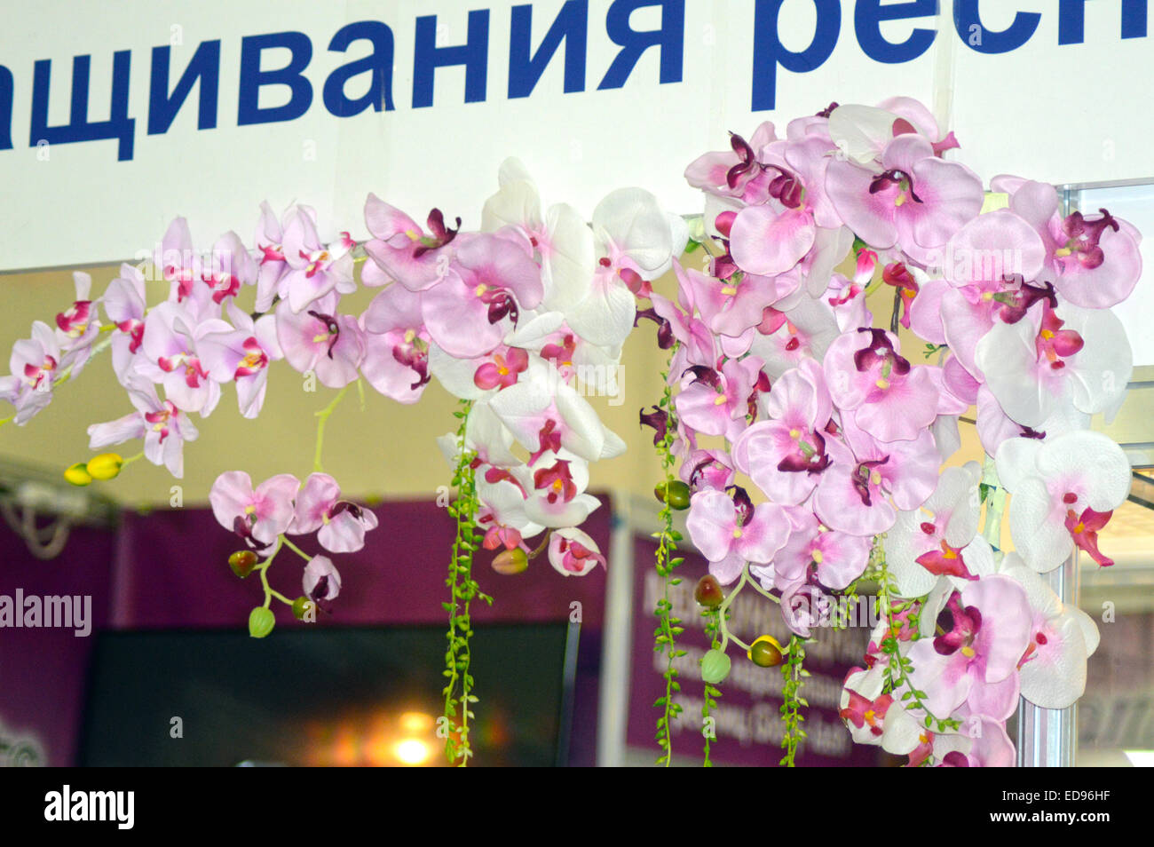 Orchids. The Moscow International Exhibition of Flowers Stock Photo