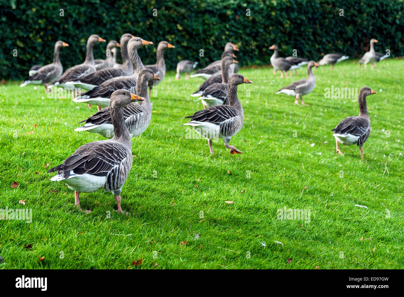 Flock of geese in London, UK Stock Photo