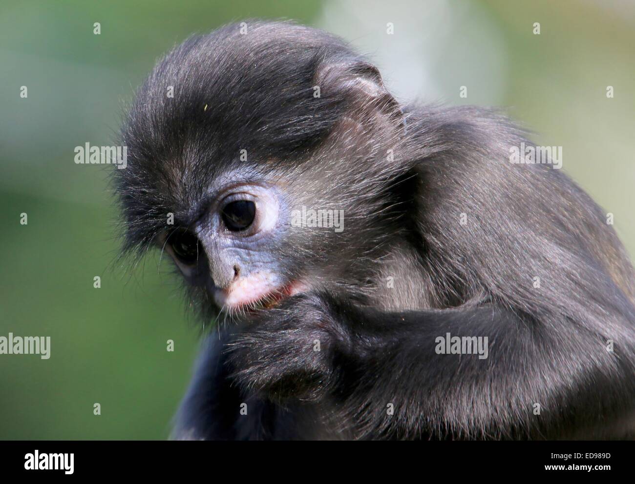 Baby Southeast Asian Dusky leaf monkey (Trachypithecus obscurus). A.k.a Spectacled langur or spectacled leaf monkey Stock Photo