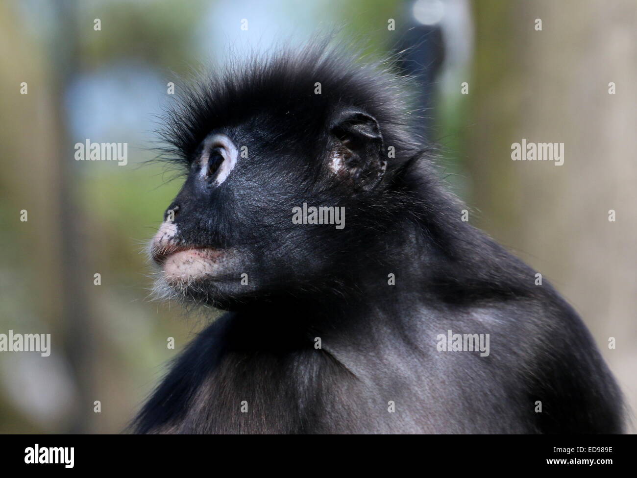 Portrait of a Southeast Asian Dusky leaf monkey (Trachypithecus obscurus). A.k.a Spectacled langur or spectacled leaf monkey Stock Photo