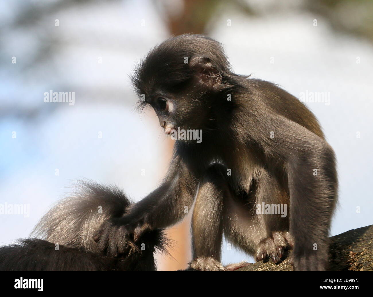 Young Southeast Asian Dusky leaf monkey (Trachypithecus obscurus). A.k.a Spectacled langur or spectacled leaf monkey Stock Photo