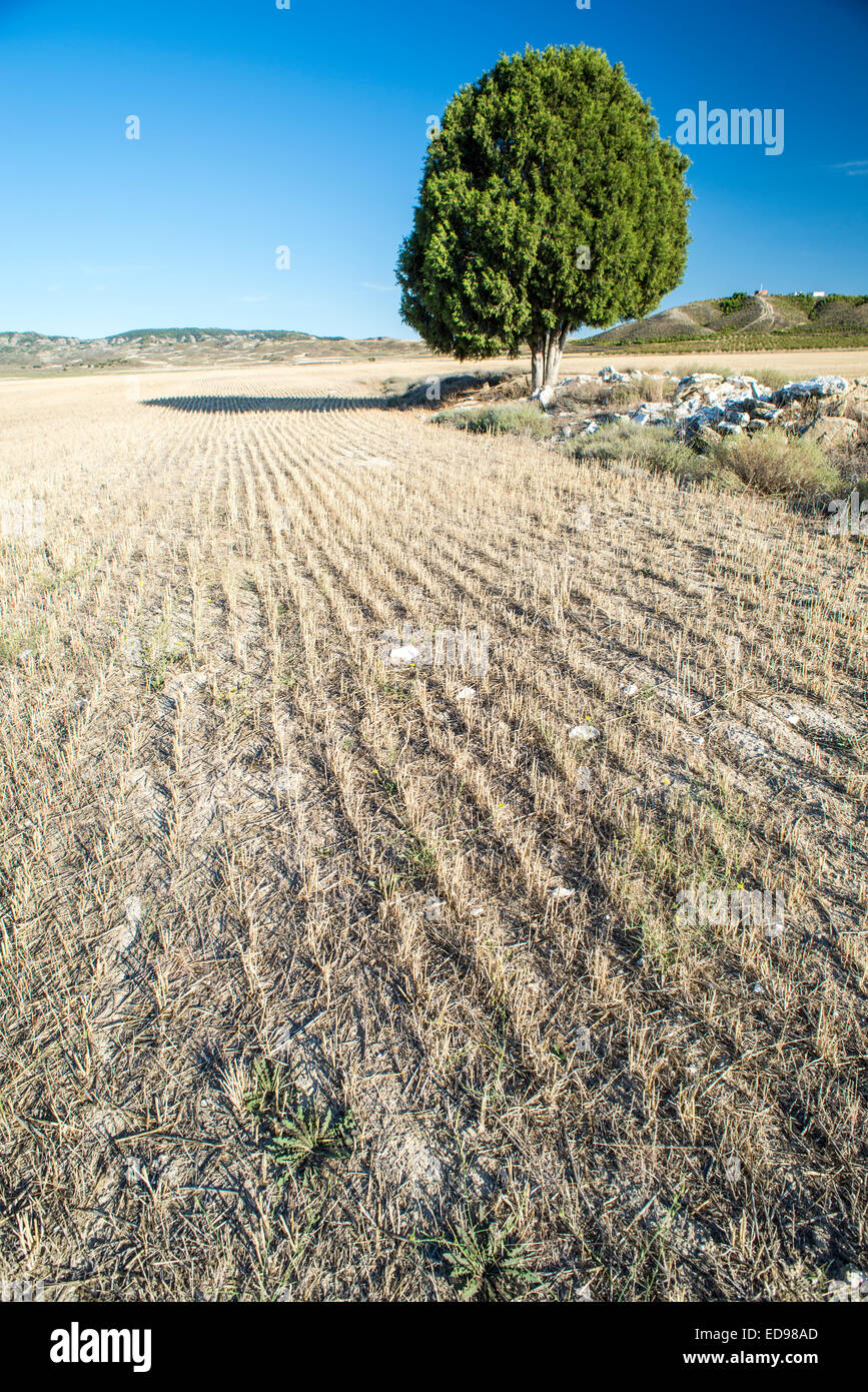 Juniperus thurifera background of field in Monegros, Aragon, Spain Stock Photo