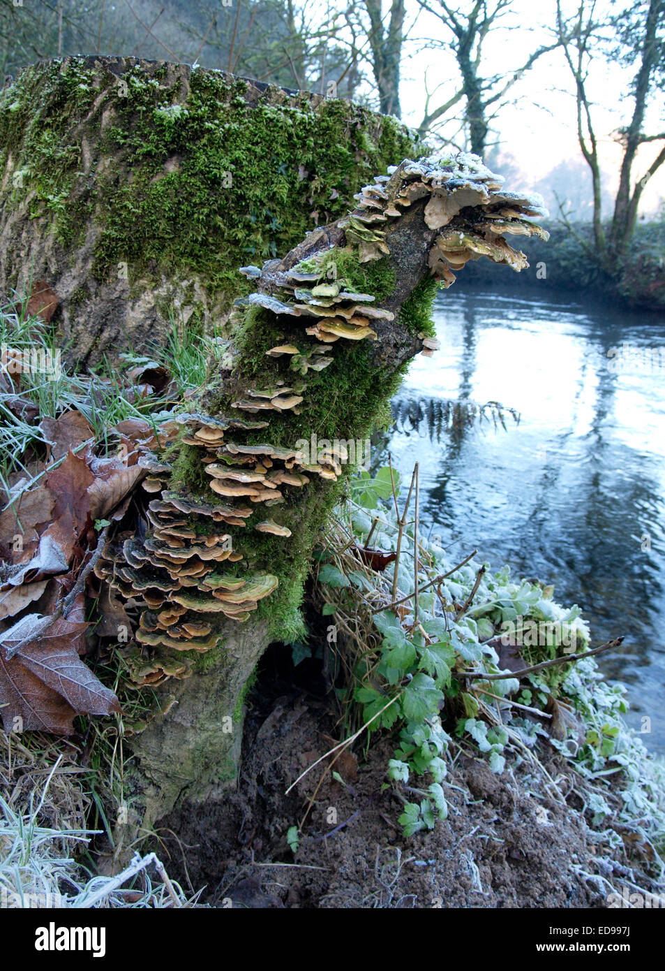 Alder Bracket fungi, Inonotus radiatus on a tree stump next to river, Cornwall. UK Stock Photo