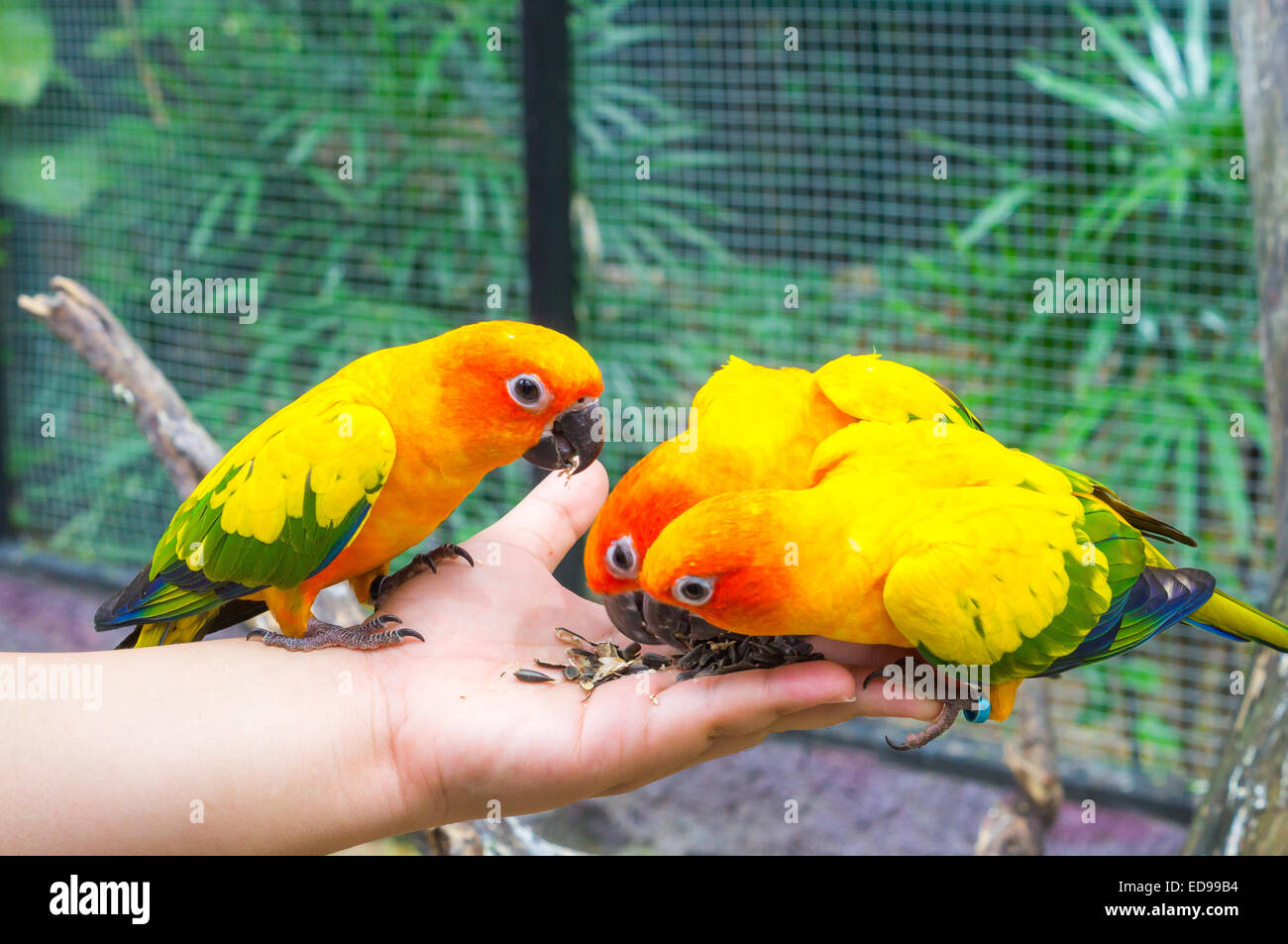 How to Hand Feed Sun Conure: Step-by-Step Guide