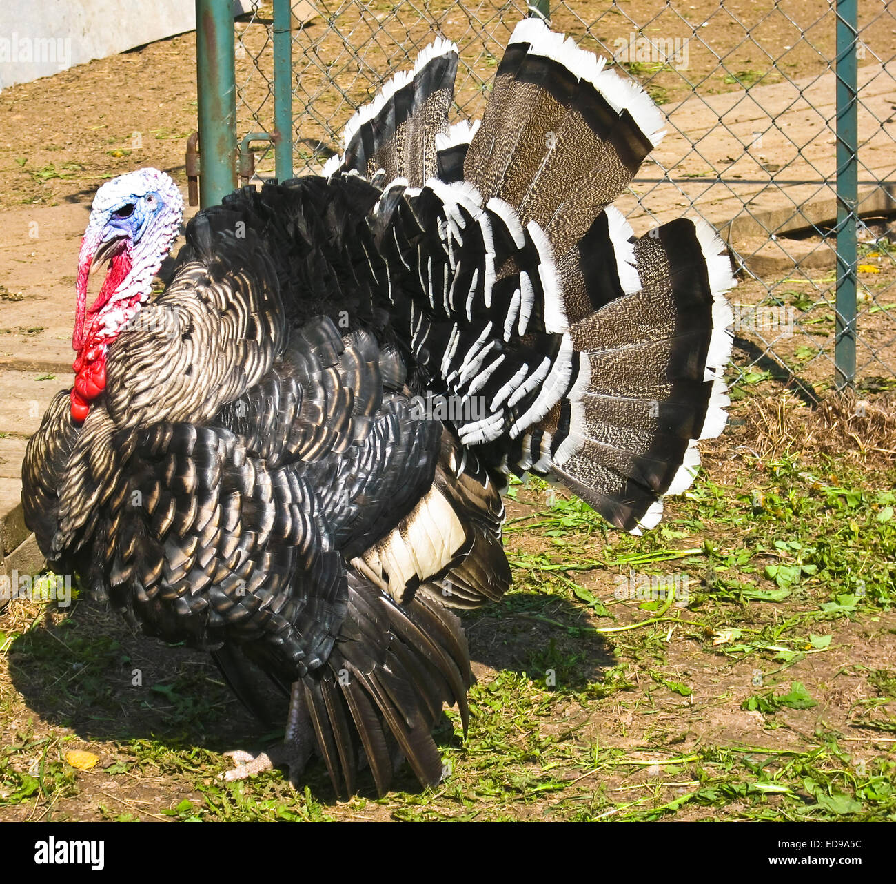 Bird turkey hen on farm yard, vertical Stock Photo Alamy