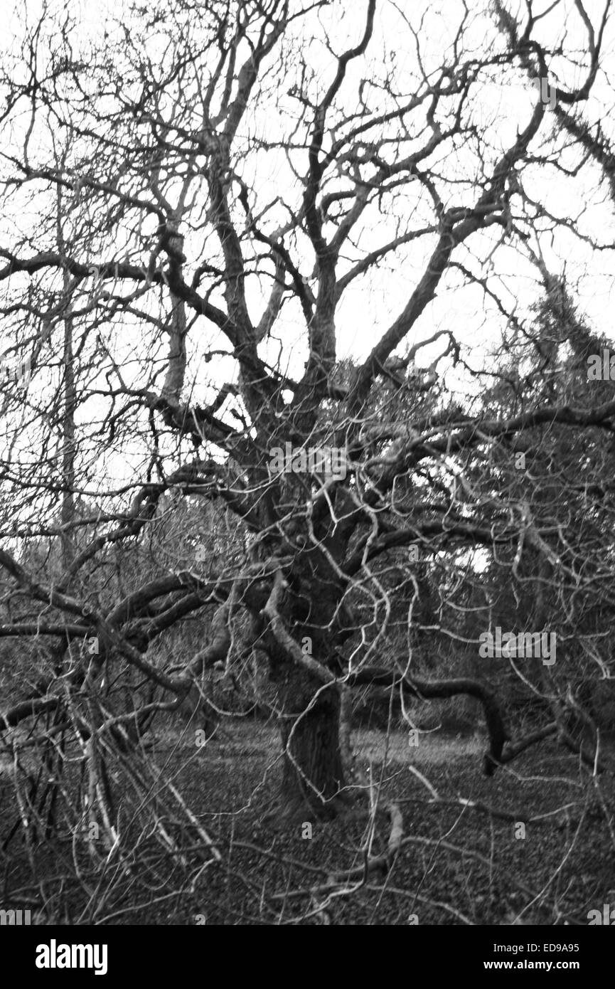 Oak tree in winter Stock Photo