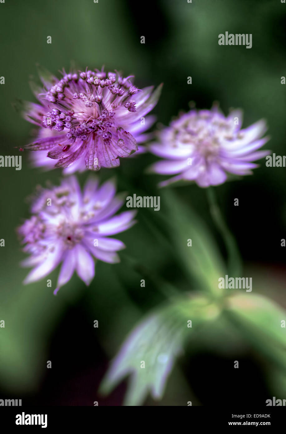 A British wild flower called Astrantia Stock Photo