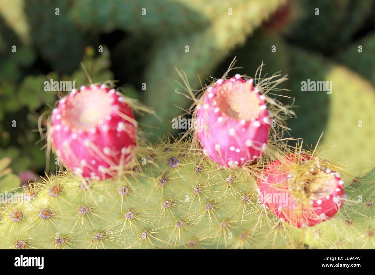 Ripe Prickly pair cactus and fruit cactus Stock Photo Alamy