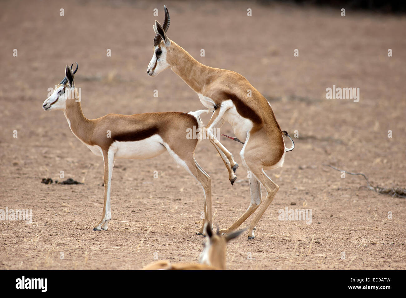 Springbooks mating near Mata Mata Camp, Kgalagadi Transfontier Park, South Africa Stock Photo