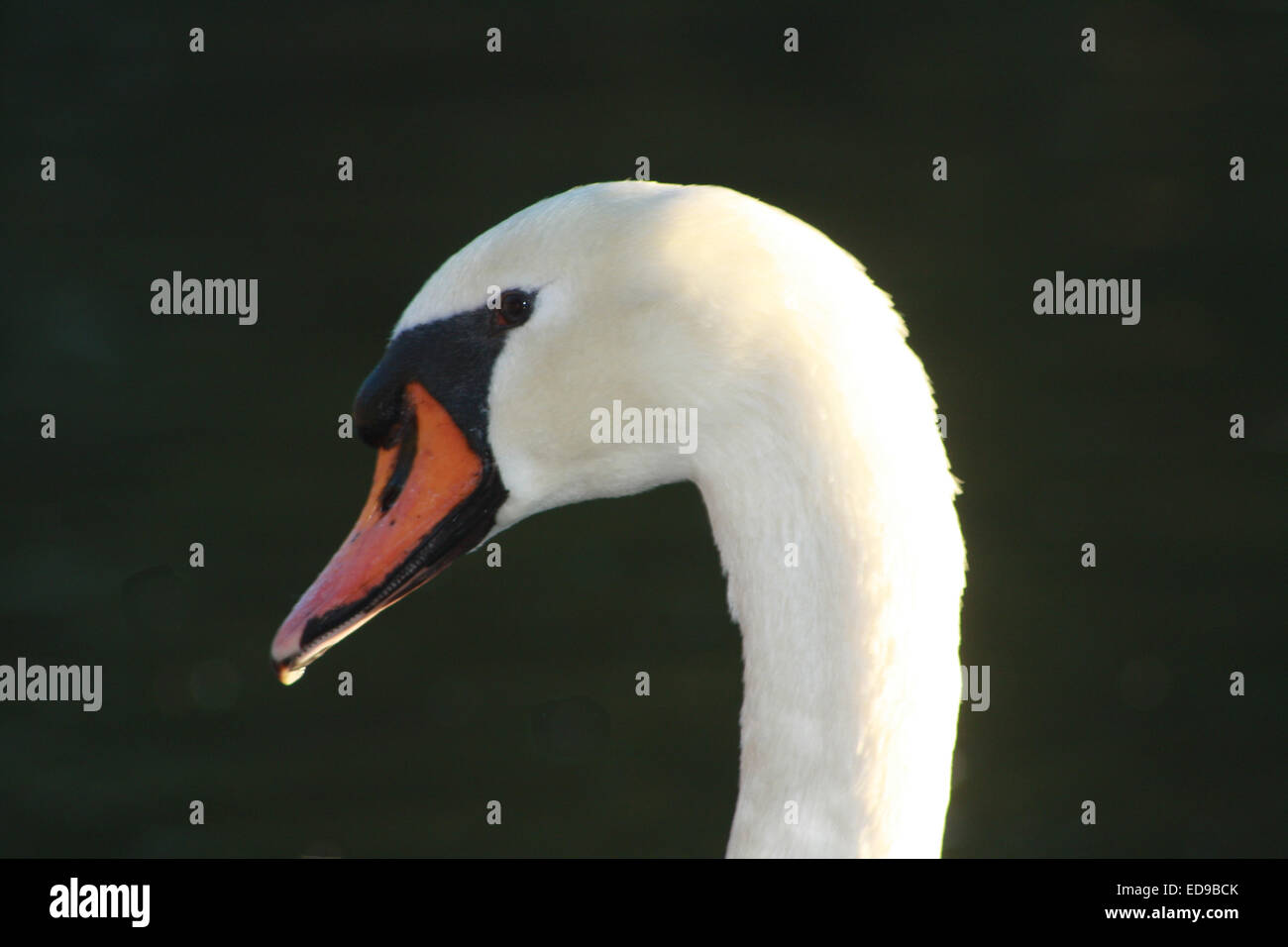 Mute Swan Closeup Portrait Against Black Background Stock Photo