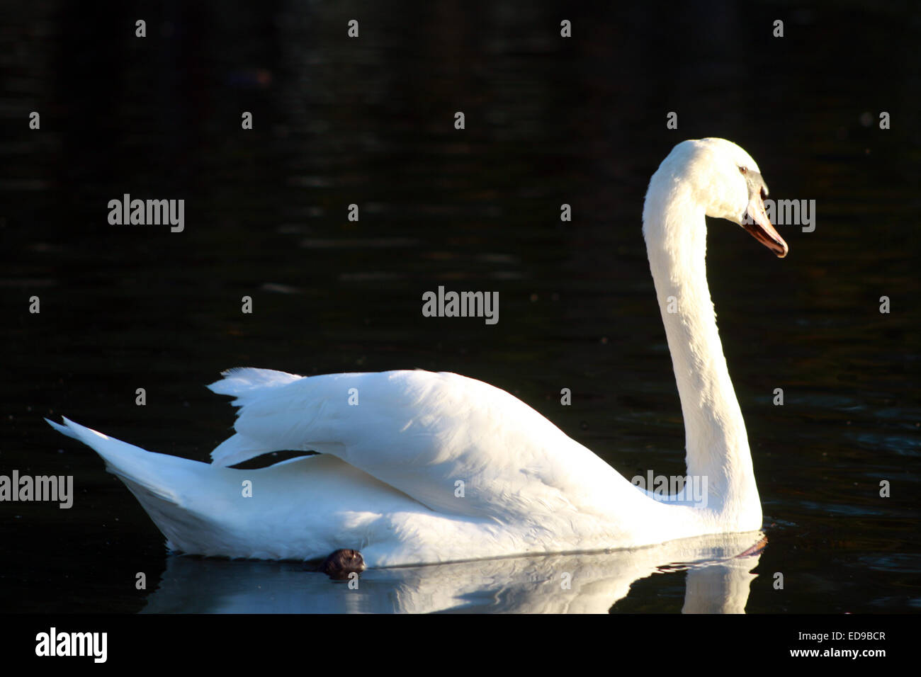 Mute Swan Swimming on Smooth Water Stock Photo