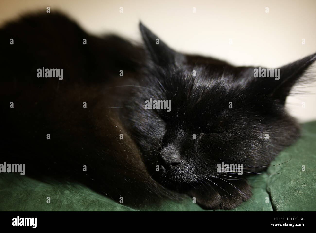 Black cat sleeping peacefully on a couch Stock Photo