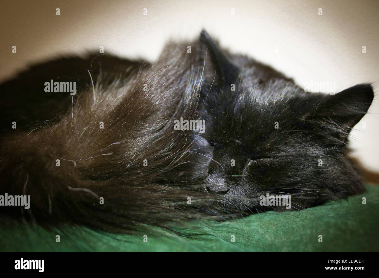 Fluffy black cat sleeping on hi-res stock photography and images - Alamy