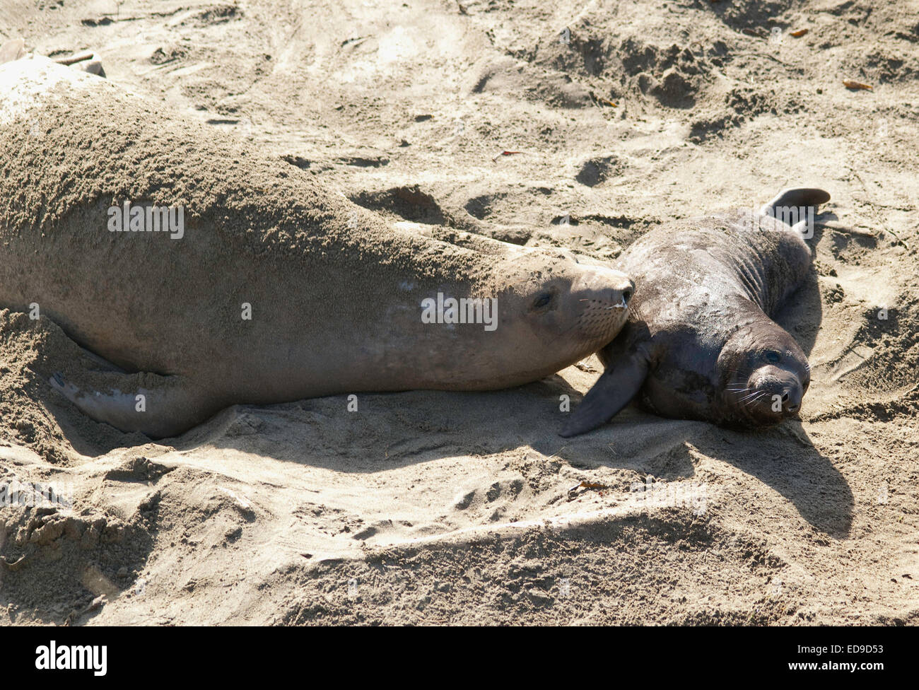 A mother Elephant seal coddles its pup Stock Photo