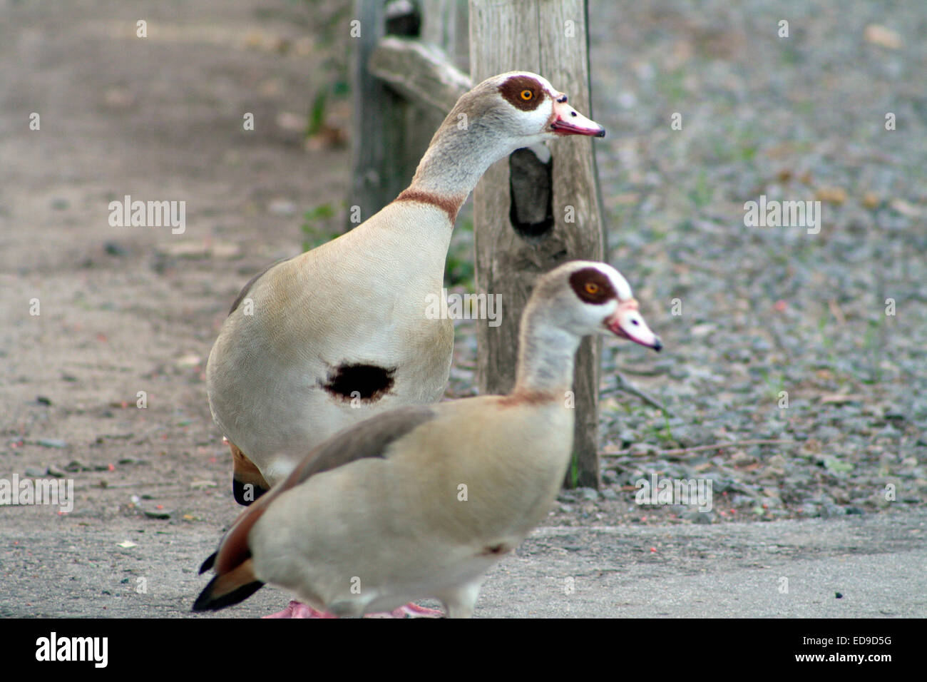Pair of Egyptian Geese Alopochon aegyptiacus Irvine Park Orange California Stock Photo