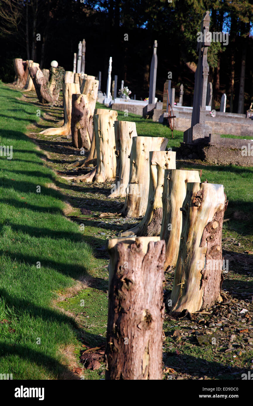 Stand of felled trees in Corduff Churchyard Stock Photo