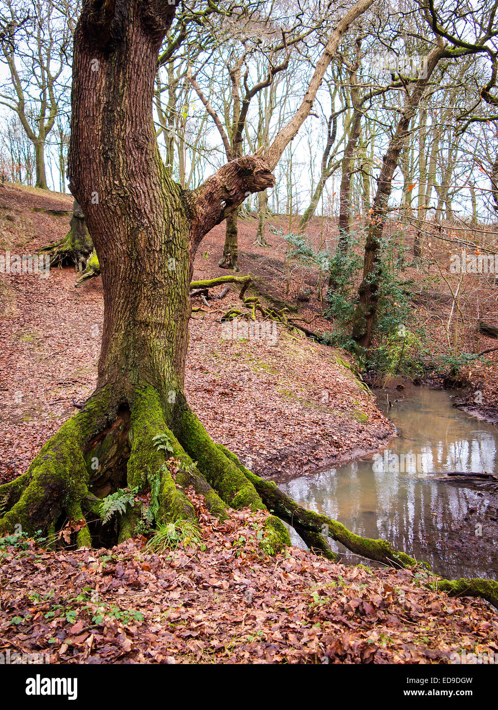 Large moss covered oak tree by a stream with the ground covered in