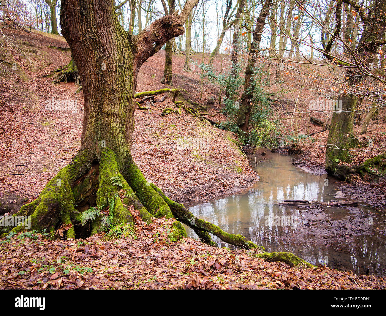 Large moss covered oak tree by a stream with the ground covered in