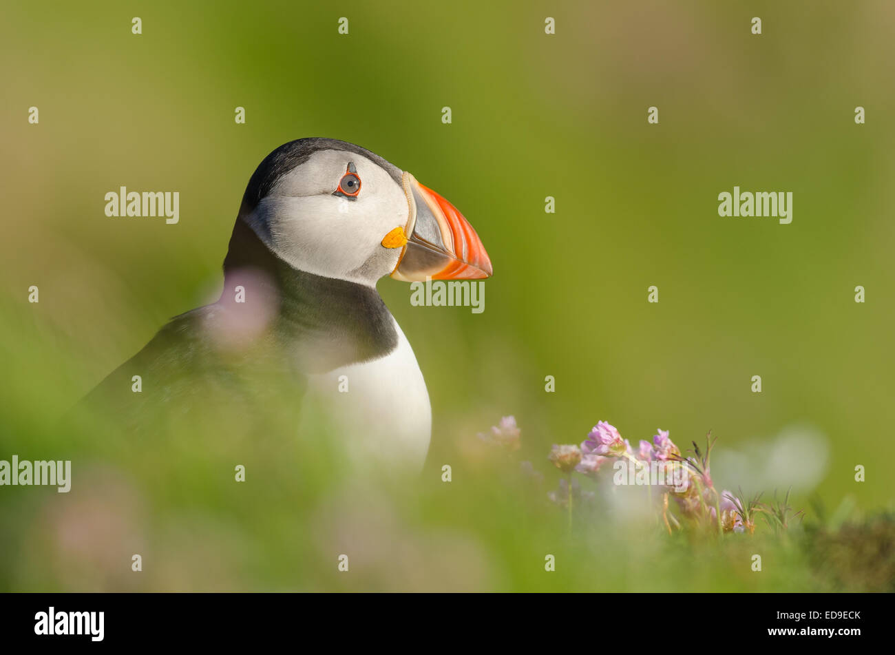 Atlantic Puffin (Fratercula arctica) from Sumburgh Head in Shetland with a lush green background. Stock Photo