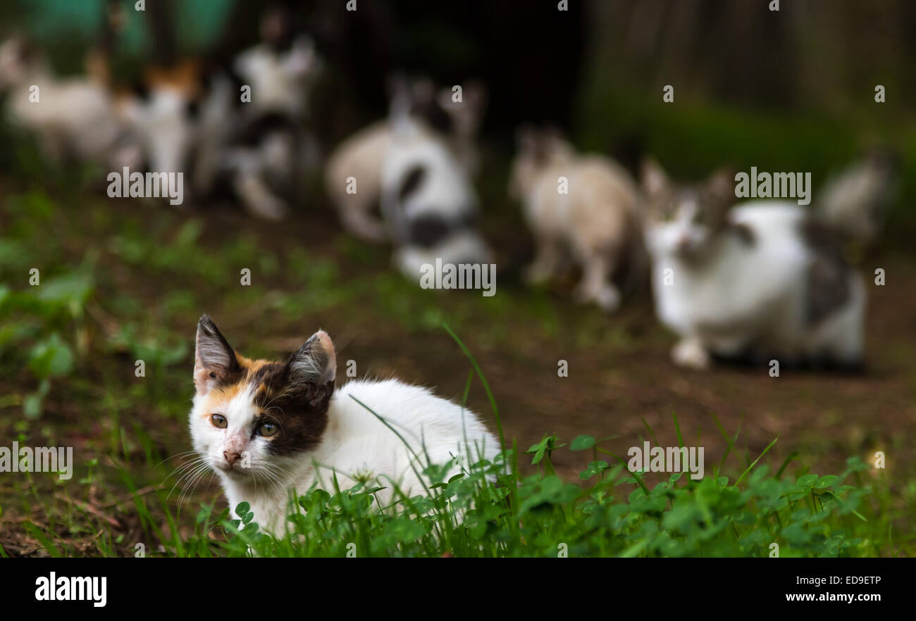 A cat family resting in rural Greece. Stock Photo