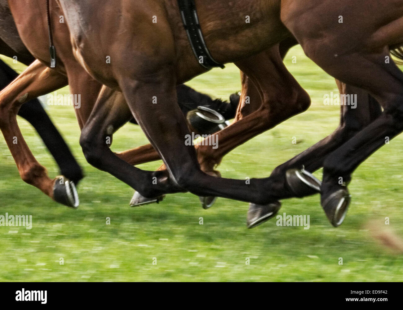 horses hooves taken at horse race Stock Photo