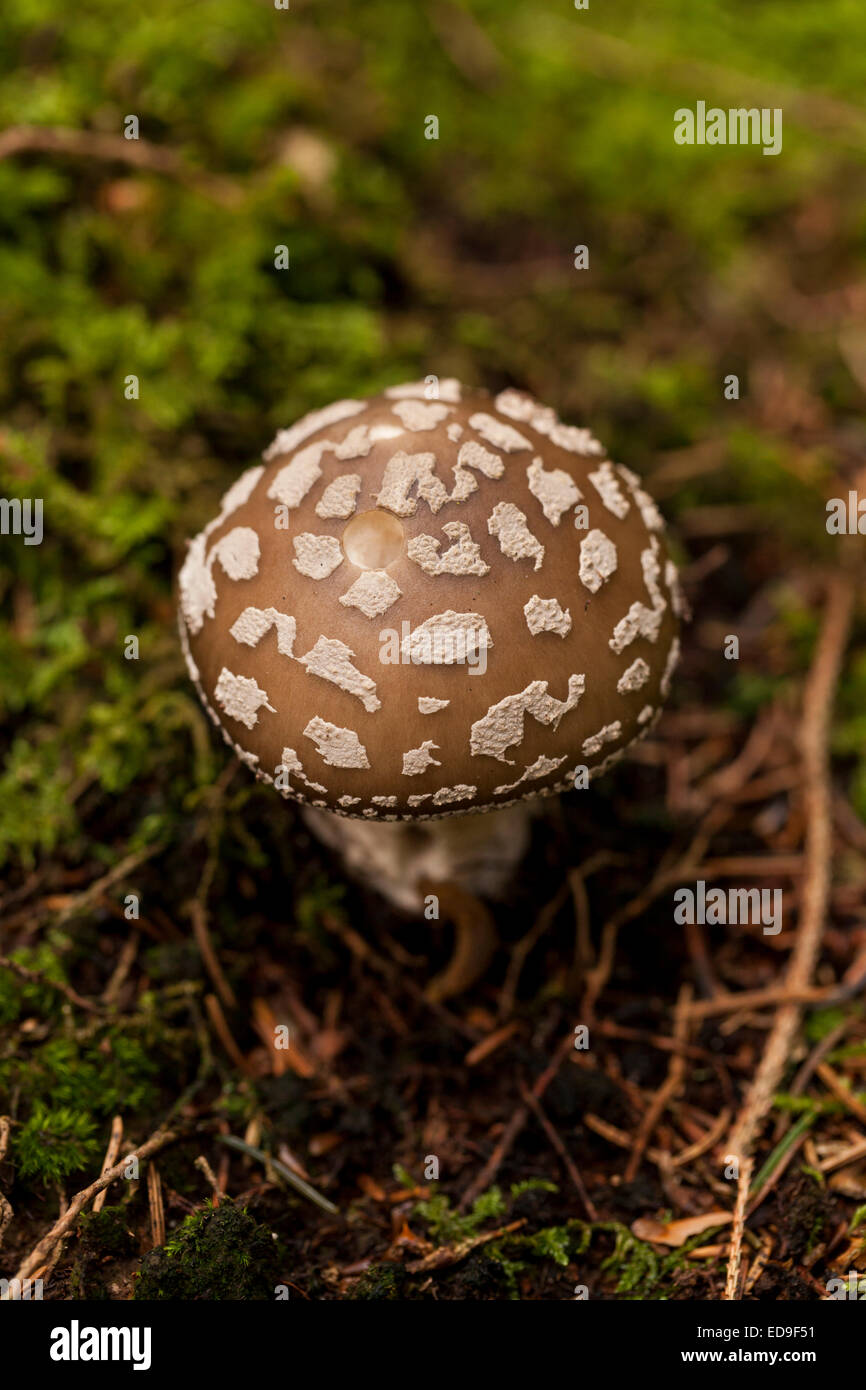 Wild amanita mushroom growing in a forest with its distinctive spotted cap, non-edible poisonous mushroom which causes hallucina Stock Photo