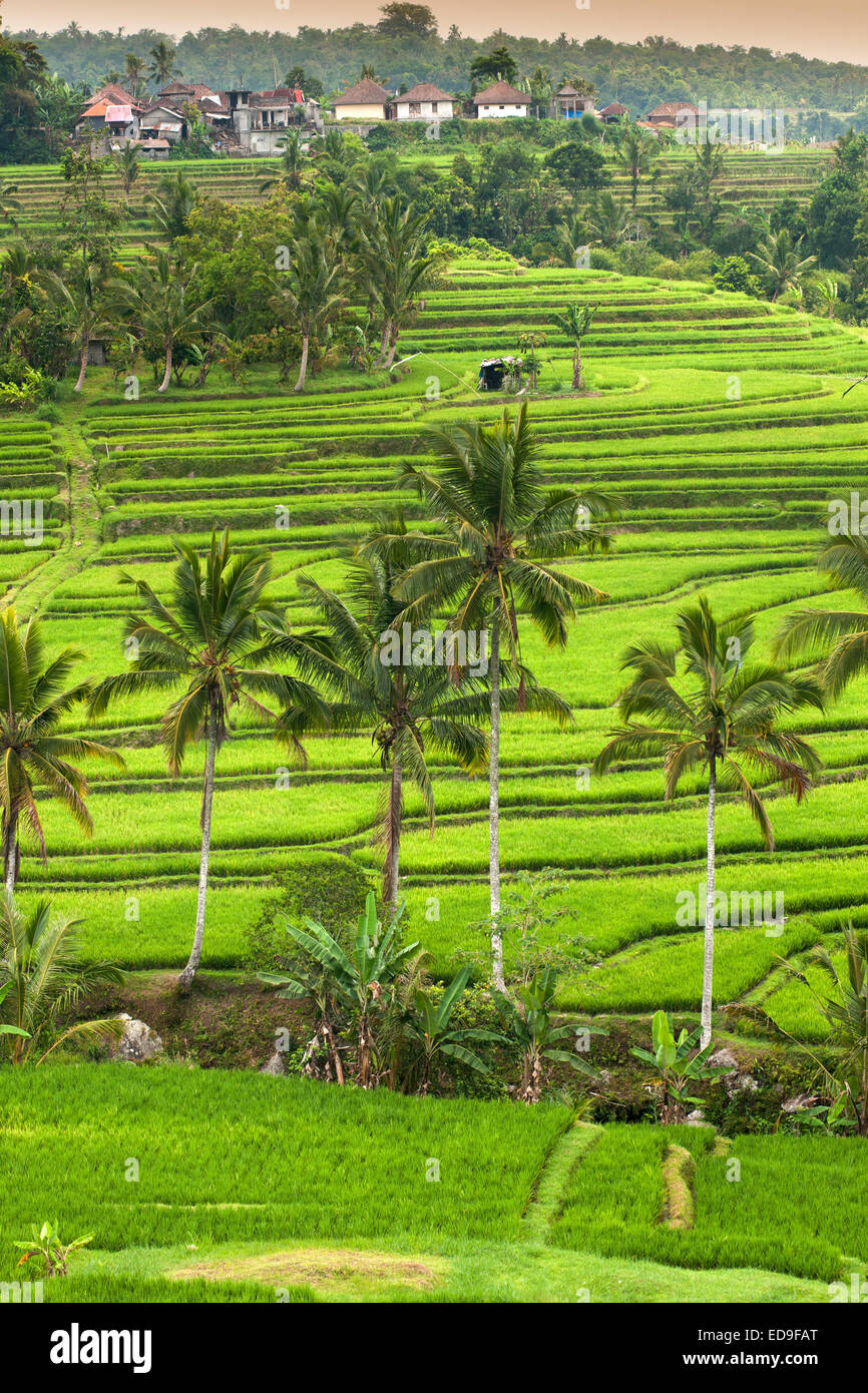 Jatiluwih rice terrace paddies in Bali, Indonesia. Stock Photo