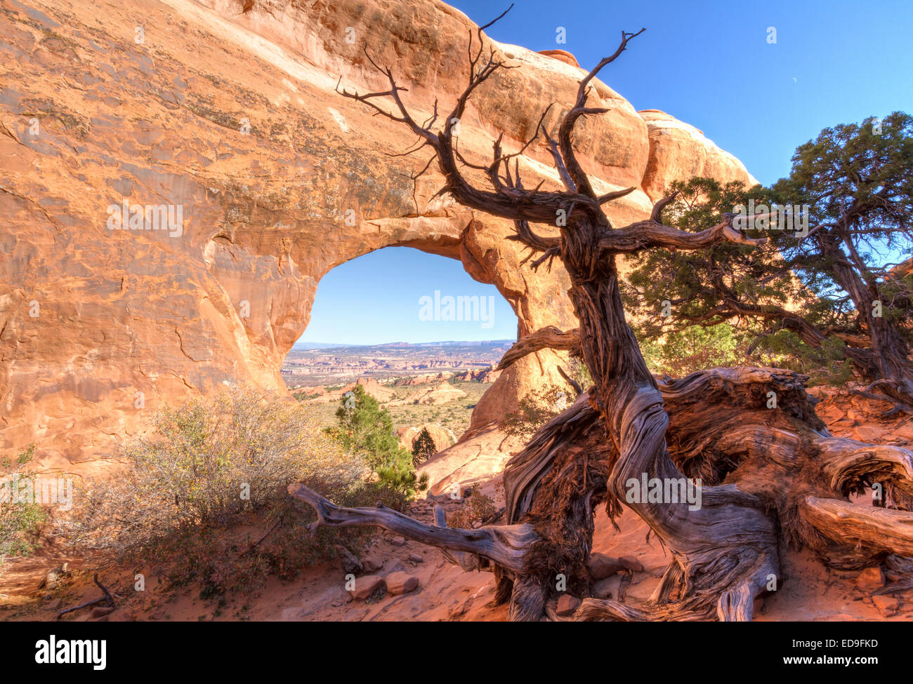 An Ent-like anthropomorphic Juniper Tree guards Partition Arch in the Devil's Garden section of Arches National Park in Moab Uta Stock Photo