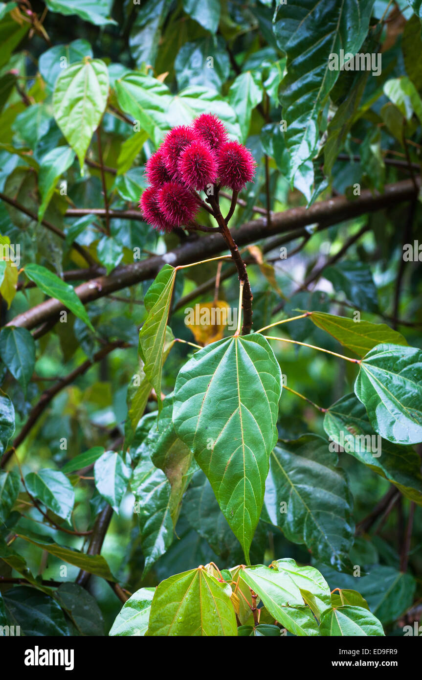 Flower on Achiote Tree (Bixa Orellana) - a medicinal plant of the Amazon jungle used also as dye and body paint Stock Photo