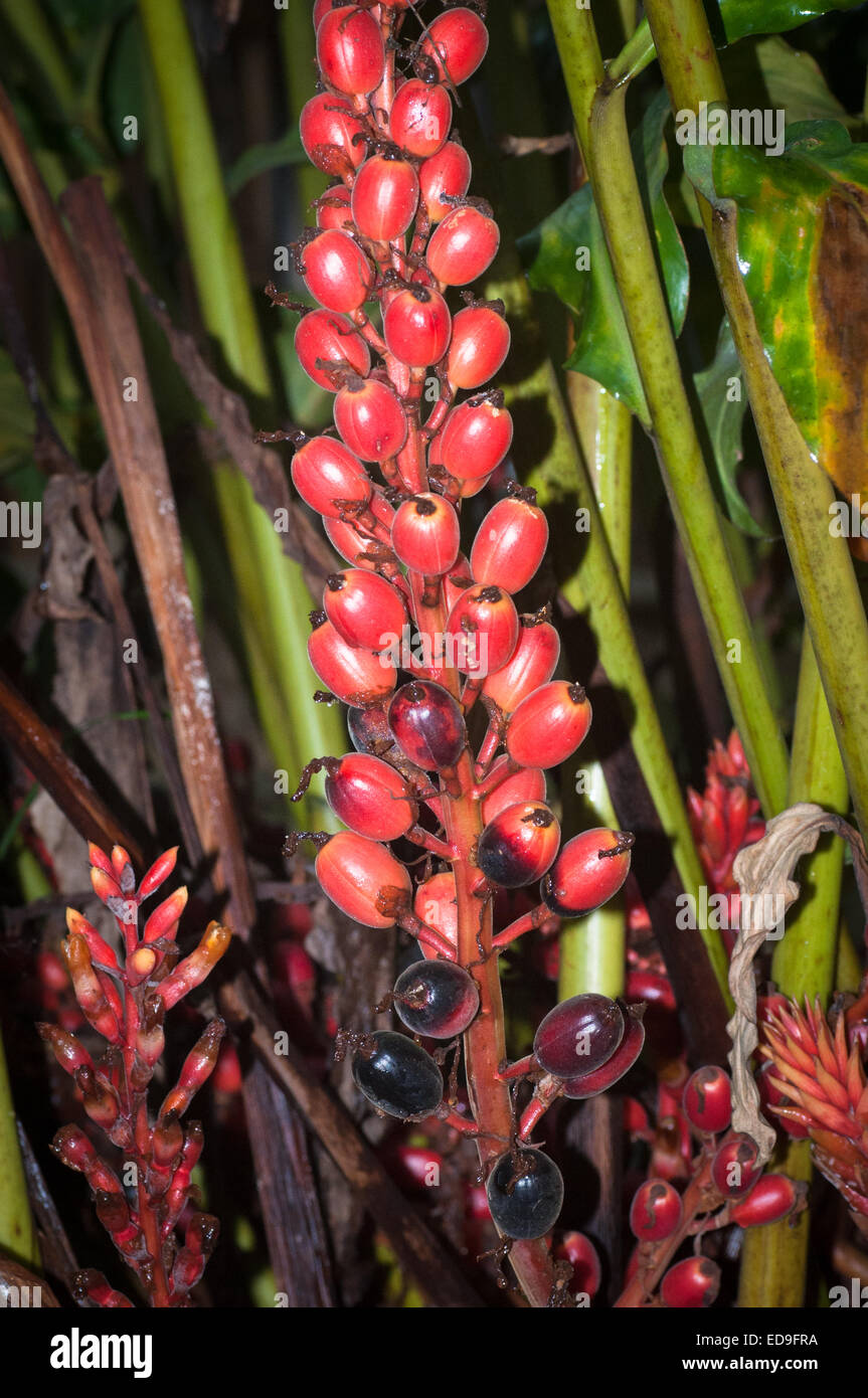 Achiote peru hi-res stock photography and images - Alamy