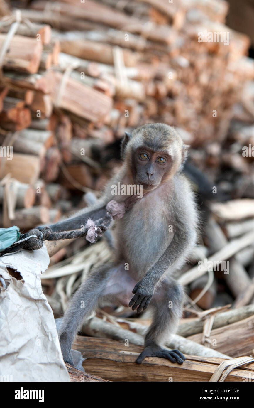 Fishing Monkey Stock Photos - 1,222 Images