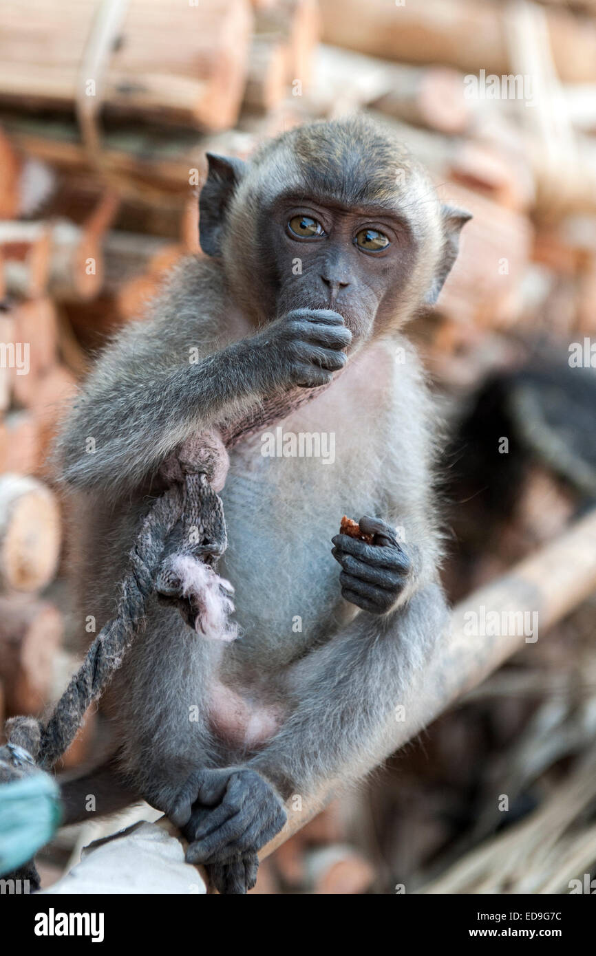 Fishing Monkey Stock Photos - 1,222 Images