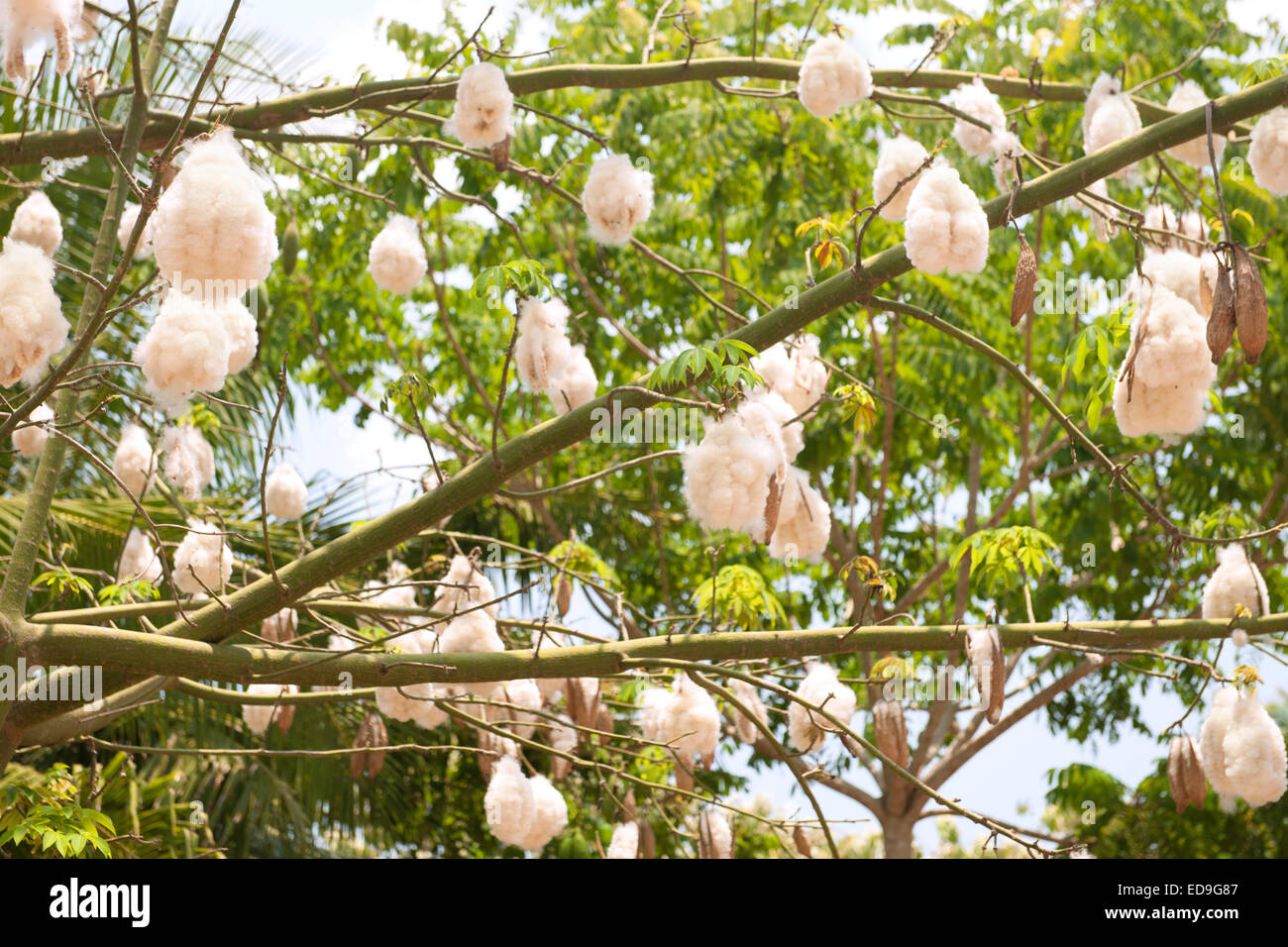 Silk Cotton Seed High Resolution Stock Photography And Images Alamy Silk Cotton Seed High Resolution Stock Photography And Images Alamy