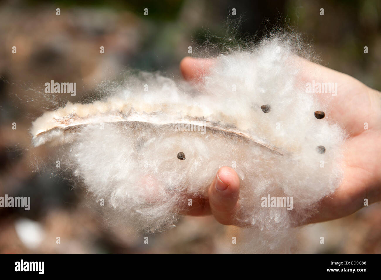 Kapok fibre (also called silk cotton) and seeds from a Kapok tree on Flores island, Indonesia. Stock Photo