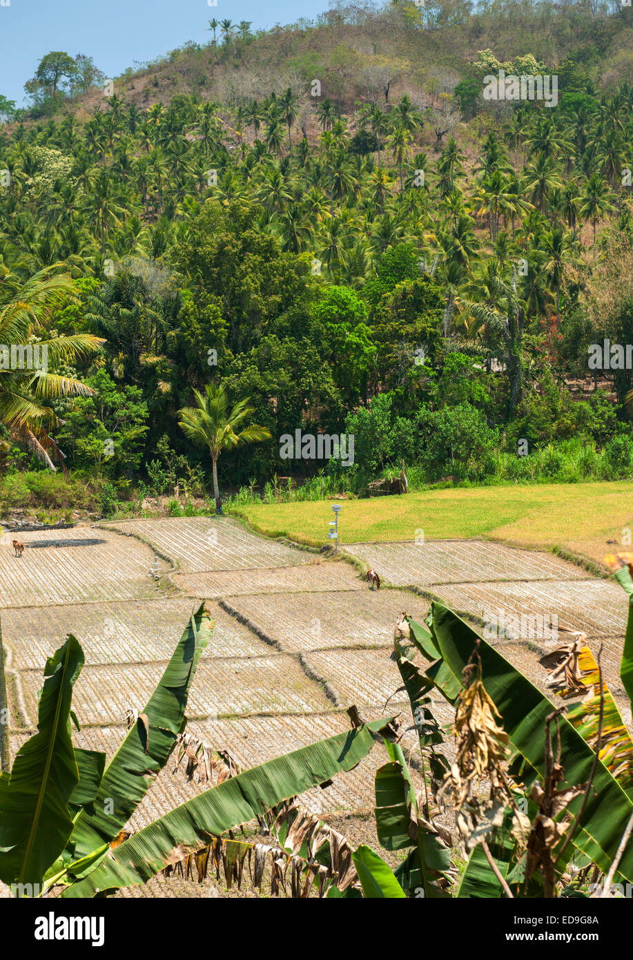 Landscape and rice paddies between the towns of Maumere and Moni on Flores island, Indonesia. Stock Photo
