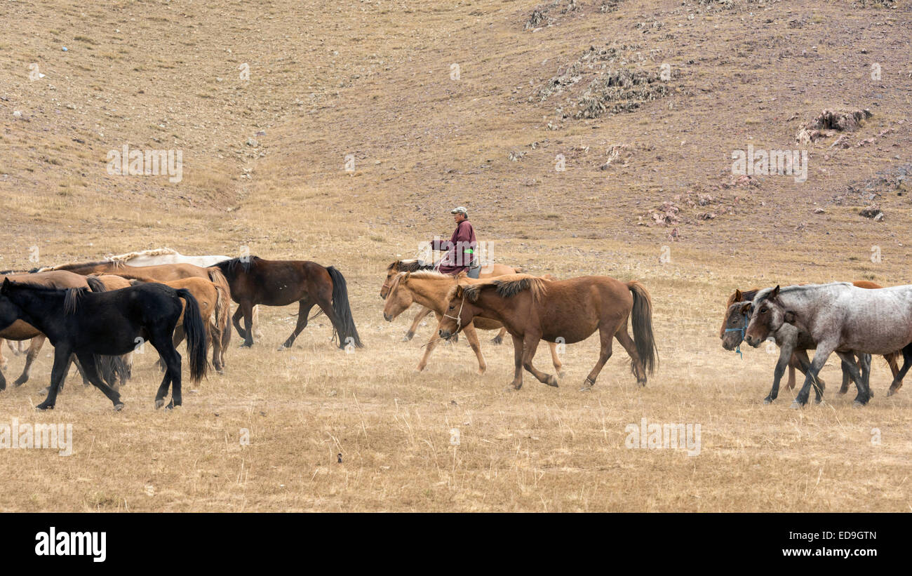 Mongolian herder with his horses, south of Ulaan Baatar, Mongolia Stock ...