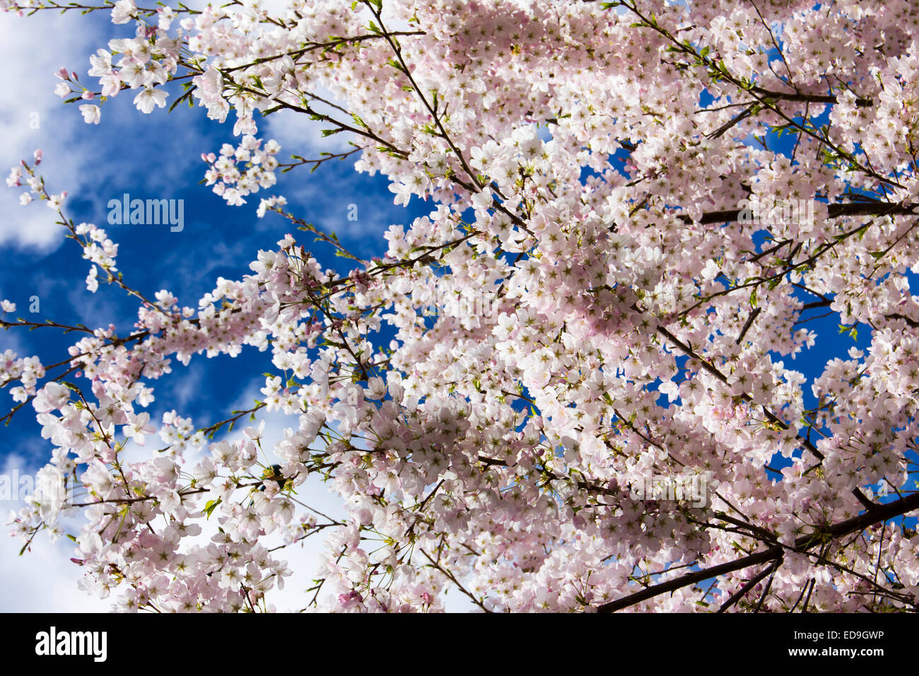 Cherry blossoms tree hi-res stock photography and images - Alamy