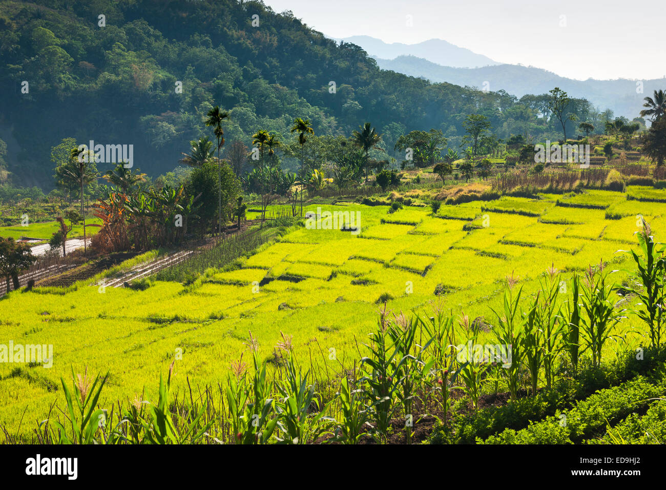 Terraced rice paddies near the town of Moni on the island of Flores in Indonesia. Stock Photo