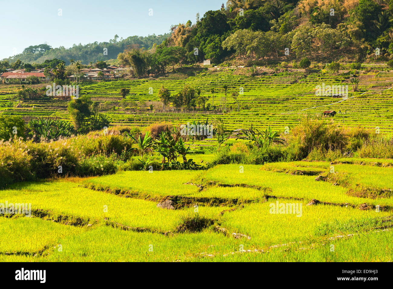 Terraced rice paddies near the town of Moni on the island of Flores in Indonesia. Stock Photo