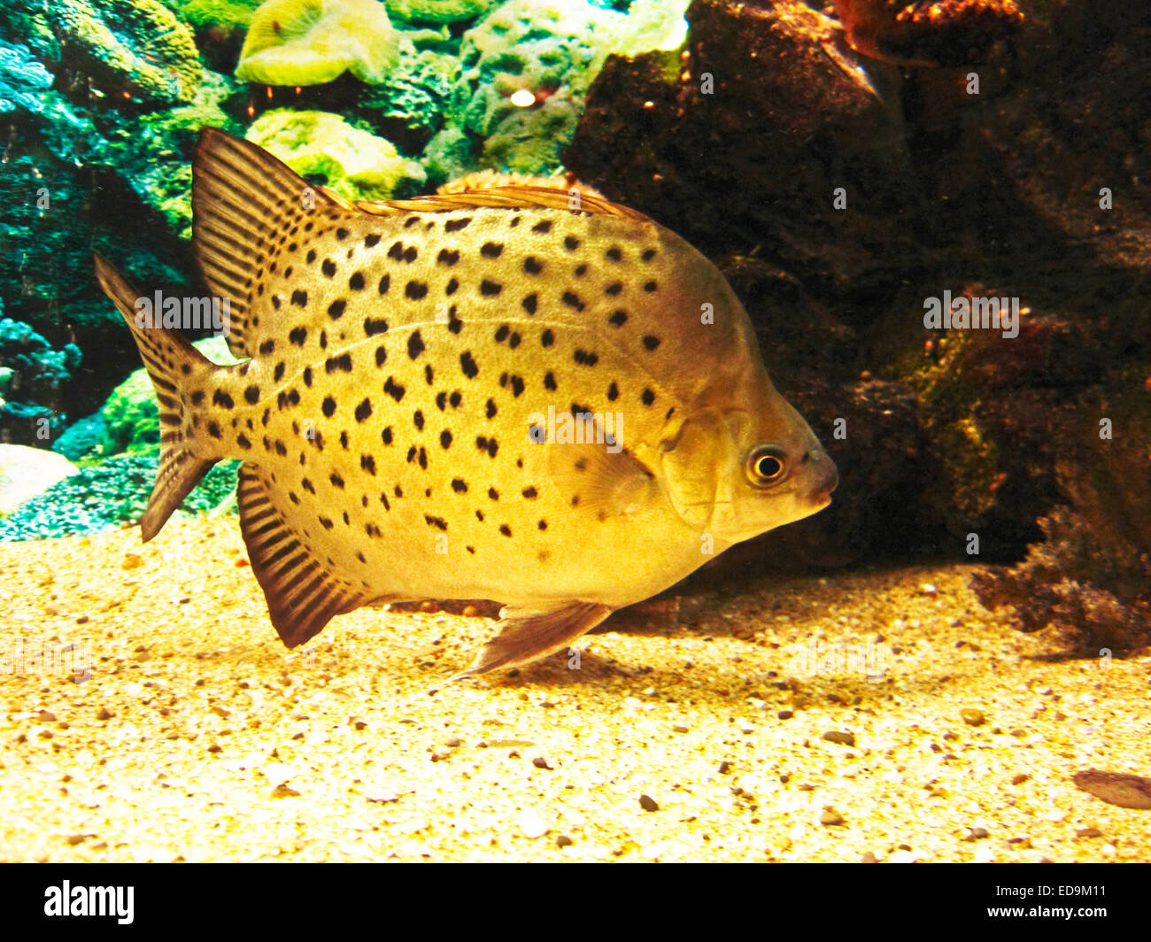 Tropical fish Scatophagus argus atromaculatus, recorded in aquarium in town Yalta, Crimea. Stock Photo