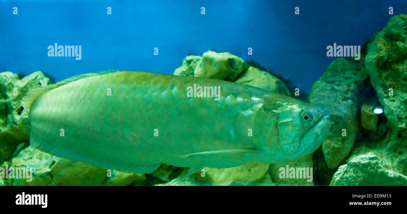 arowana tropical fish