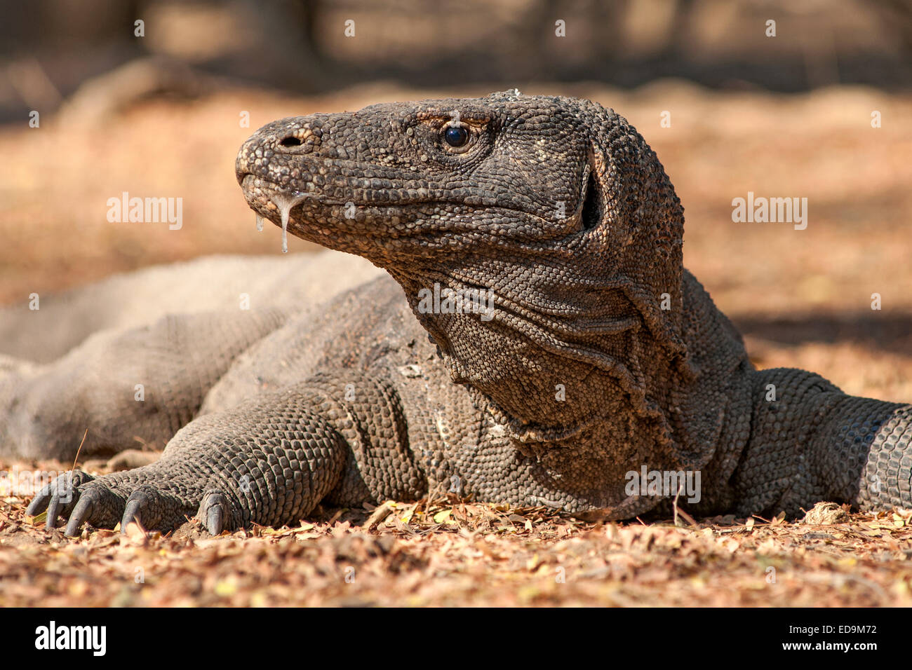 Komodo dragon in the Komodo National Park on Komodo island, East Nusa Tenggara, Indonesia. Stock Photo