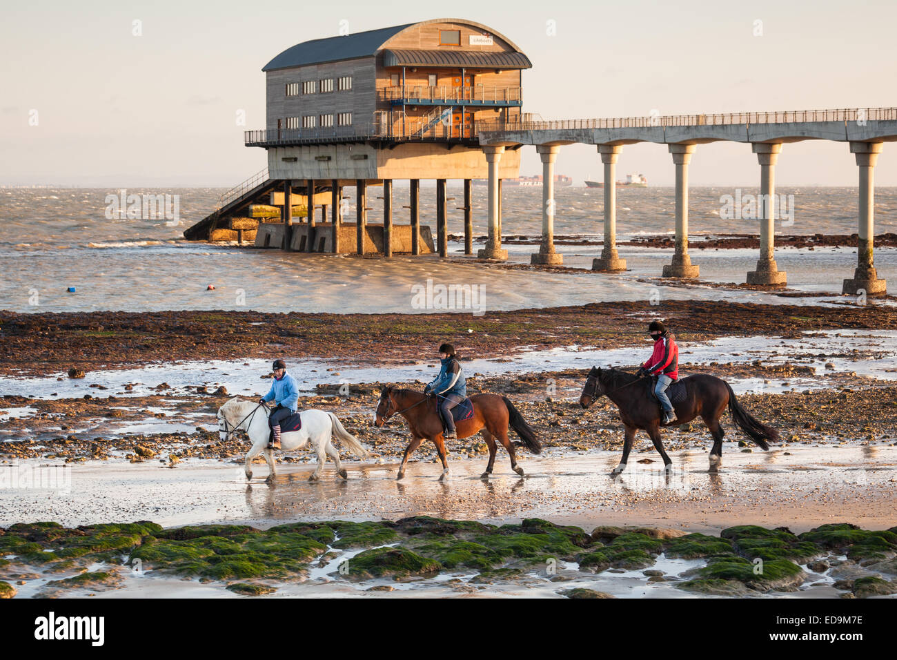 Horses on Lane End Beach in Bembridge on the Isle of Wight Stock Photo
