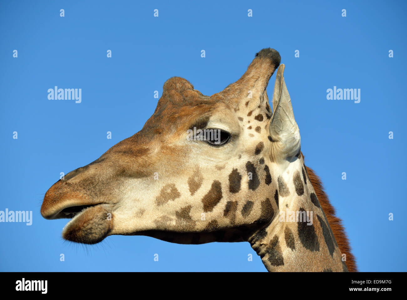 Baringo Giraffe Stock Photo